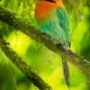 Momot sirokozoby - Electron platyrhynchum - Broad-billed Motmot o0381